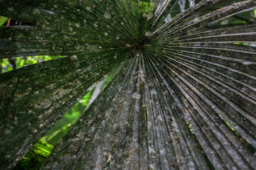 Close-up photograph of a tropical palm leaf showing a natural radial pattern and vivid green texture, taken in the Amazon rainforest. Perfect for concepts of nature, growth, ecology, and organic desig