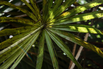 Close-up photograph of a tropical palm leaf showing a natural radial pattern and vivid green texture, taken in the Amazon rainforest. Perfect for concepts of nature, growth, ecology, and organic desig