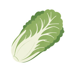 Napa Cabbage