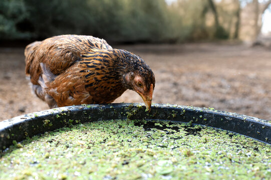 Chickens peck at water moss azolla in the water trough.