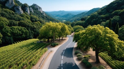 Winding Asphalt Road Through Lush Green Vineyards and Rolling Hills Under a Clear Blue Sky