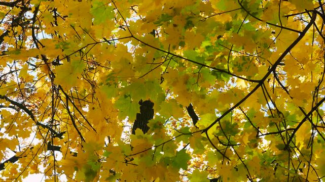 Yellow maple leaves on tree branches on a sunny autumn day.