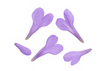 Delicate violet flower petals floating, creating a gentle and romantic floral composition. Transparent background allows for versatile use