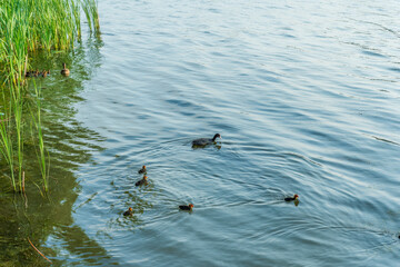 Eurasian Coot with Chicks Swimming on Lake