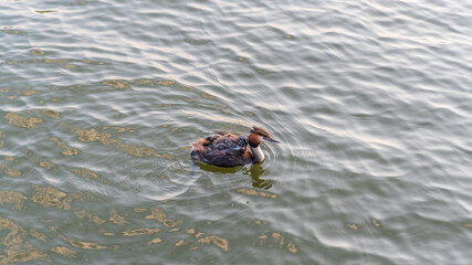 The water bird Great crested Grebe, Podiceps cristatus, swimming in the lake, and its cute babies riding on its back
