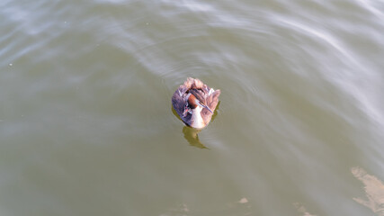 The water bird Great crested Grebe, Podiceps cristatus, swimming in the lake, and its cute babies riding on its back