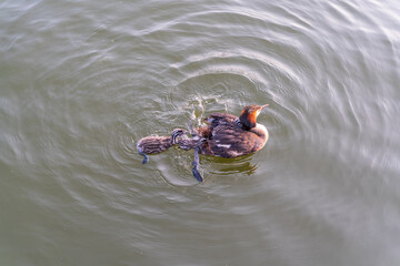 The waterfowl bird, great crested grebe with chick, swimming in the lake.