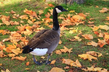 Canada goose（カナダ雁）