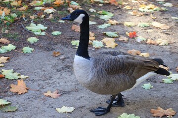 Canada goose（カナダ雁）