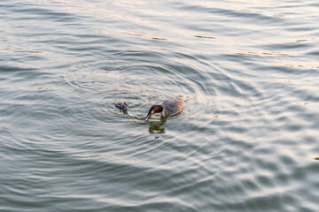 An adult great crested grebe feeds its chick with fish on a summer evening.