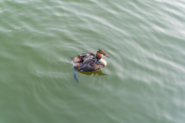 The water bird Great crested Grebe, Podiceps cristatus, swimming in the lake, and its cute babies riding on its back