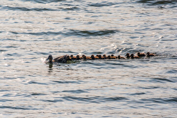Fototapeta premium A family of ducks, a duck and its little ducklings are swimming in the water. The duck takes care of its newborn ducklings. Mallard, lat. Anas platyrhynchos