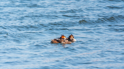 The waterfowl bird, great crested grebe with chick, swimming in the lake.
