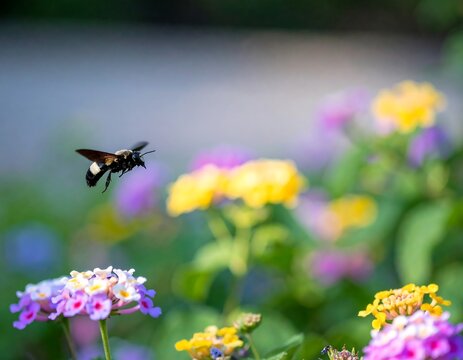 Carpenter bee hovering above vibrant lantana blooms