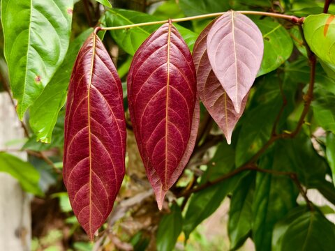jengkol leaves are red when young	