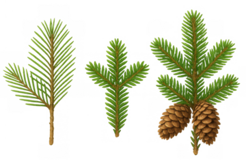 Spruce branches and pinecones vector set, evergreen forest natural elements, transparent background