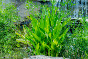 The bird of paradise in the garden