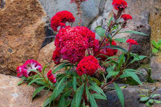 The Cockscomb flower in the garden