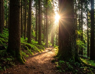 Obraz premium Sunlight streams through tall trees onto a forest path (1)