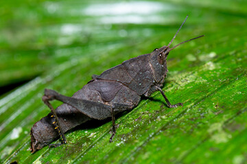 Macro close-up of Abracris dilecta grasshopper on tropical green leaf