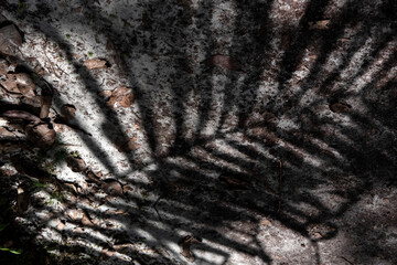 Shadow of palm leaves projected on the forest floor, showing natural textures, organic patterns, and light contrast