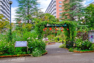 Obraz premium 秋バラ咲く四季の香ローズガーデン