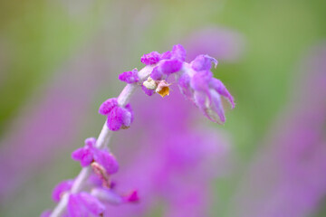 秋バラ咲く四季の香ローズガーデン