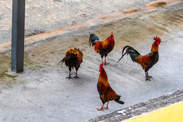 Group of male chickens Roosters Rooster on Phuket Thailand.