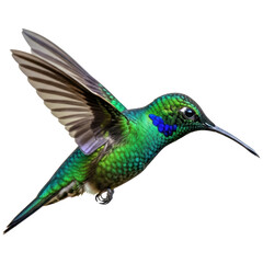 Fototapeta premium Vibrant green hummingbird in flight, showcasing iridescent plumage and delicate wings