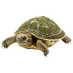 Obraz premium Close up of a vibrant green and yellow patterned turtle with textured shell