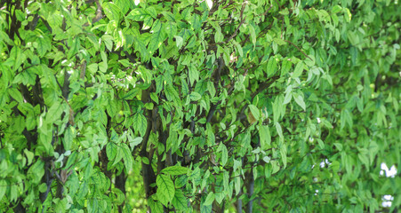 Natural plant green leaf in garden environment ecology background