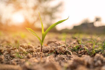 A small green plant is growing in the dirt