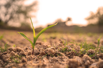 A small green plant is growing in the dirt