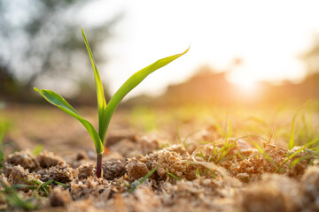 A small green plant is growing in the dirt
