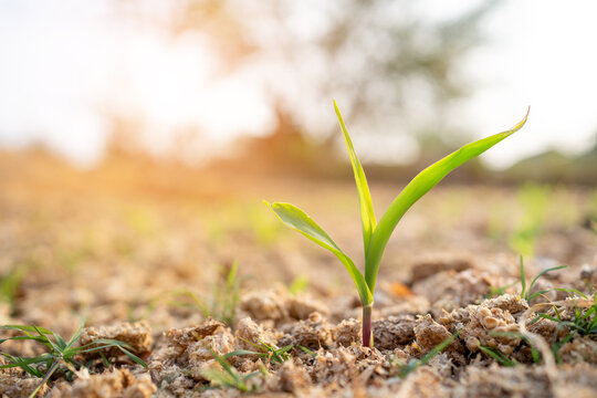 A small green plant is growing in the dirt