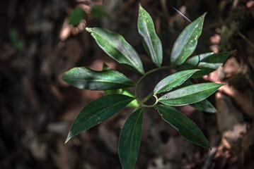 Close-up of tropical green plant leaves forming a circular pattern in the rainforest
