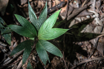 Close-up of tropical green plant leaves forming a circular pattern in the rainforest