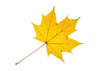 Yellow maple leaf isolated on transparent background