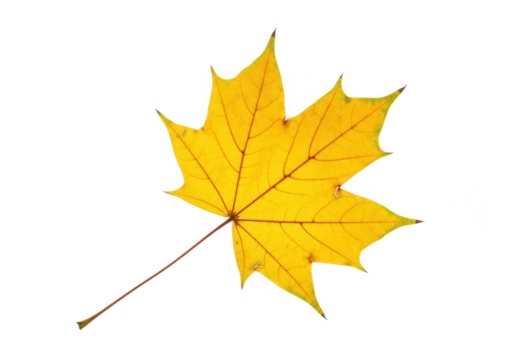 Yellow maple leaf isolated on transparent background
