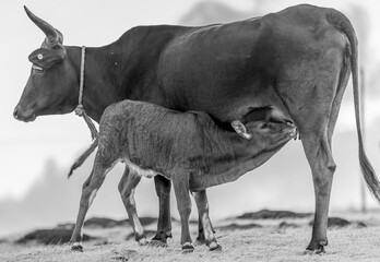 Vache rodriguaise et son veau
