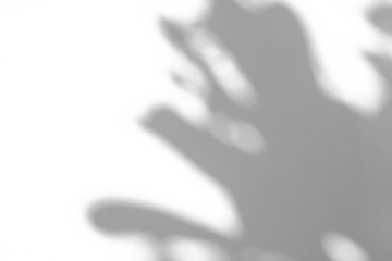 Abstract natural tree branch leaves shadow on white wall background