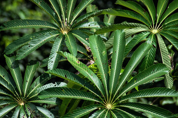 Green tropical foliage pattern, ideal for nature backgrounds, sustainability concepts, and eco-friendly designs