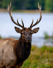 Majestic Bull Elk with Impressive Antlers by a Lake