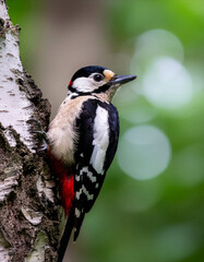 Obraz premium Great Spotted Woodpecker Perched on a Birch Tree