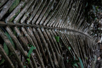 Palm leaf skeleton texture, organic pattern background for tropical, nature, or eco-friendly design projects