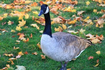 Canada goose（カナダ雁）