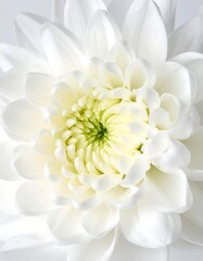 Close-up of a pristine white flower with a pale green center