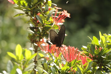 Beautiful black swallowtail butterfly perched on red ixora flowers, nature macro photography symbolizing beauty, peace, and transformation. Soft bokeh and green leaves.