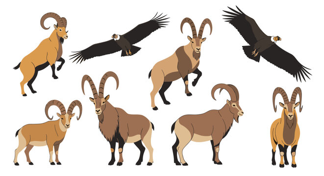 Explore wildlife illustration featuring ibex with large horns and condors soaring in the sky vector art