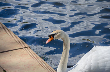Swan swims near the shore in the park